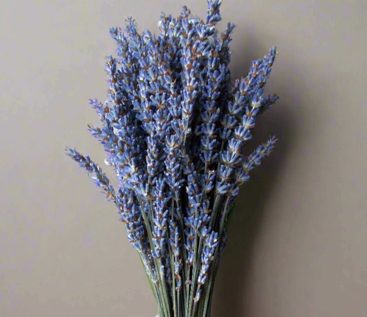 Short Dried Lavender Bundles