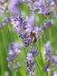 Lavender Garden Seed