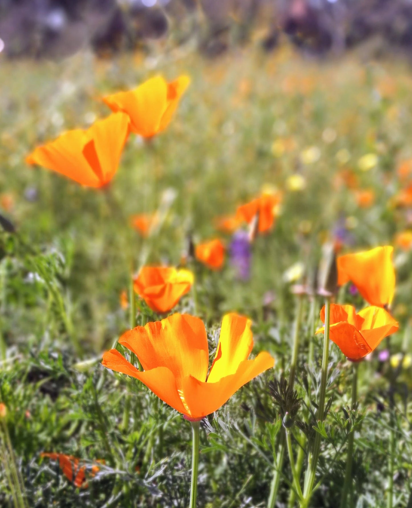 Wildflower Garden Seed